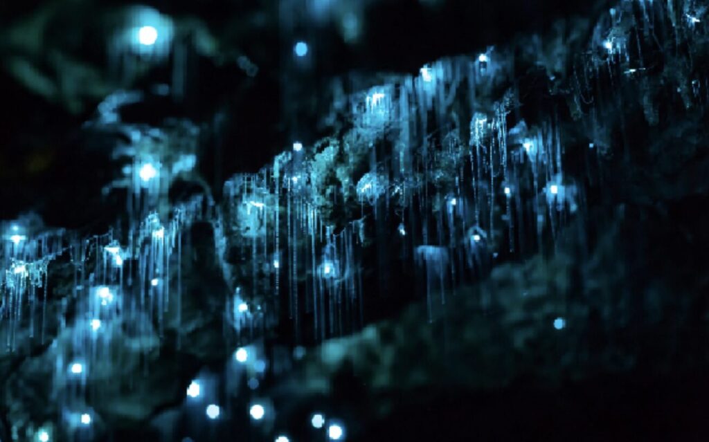 waitomo glowworm caves