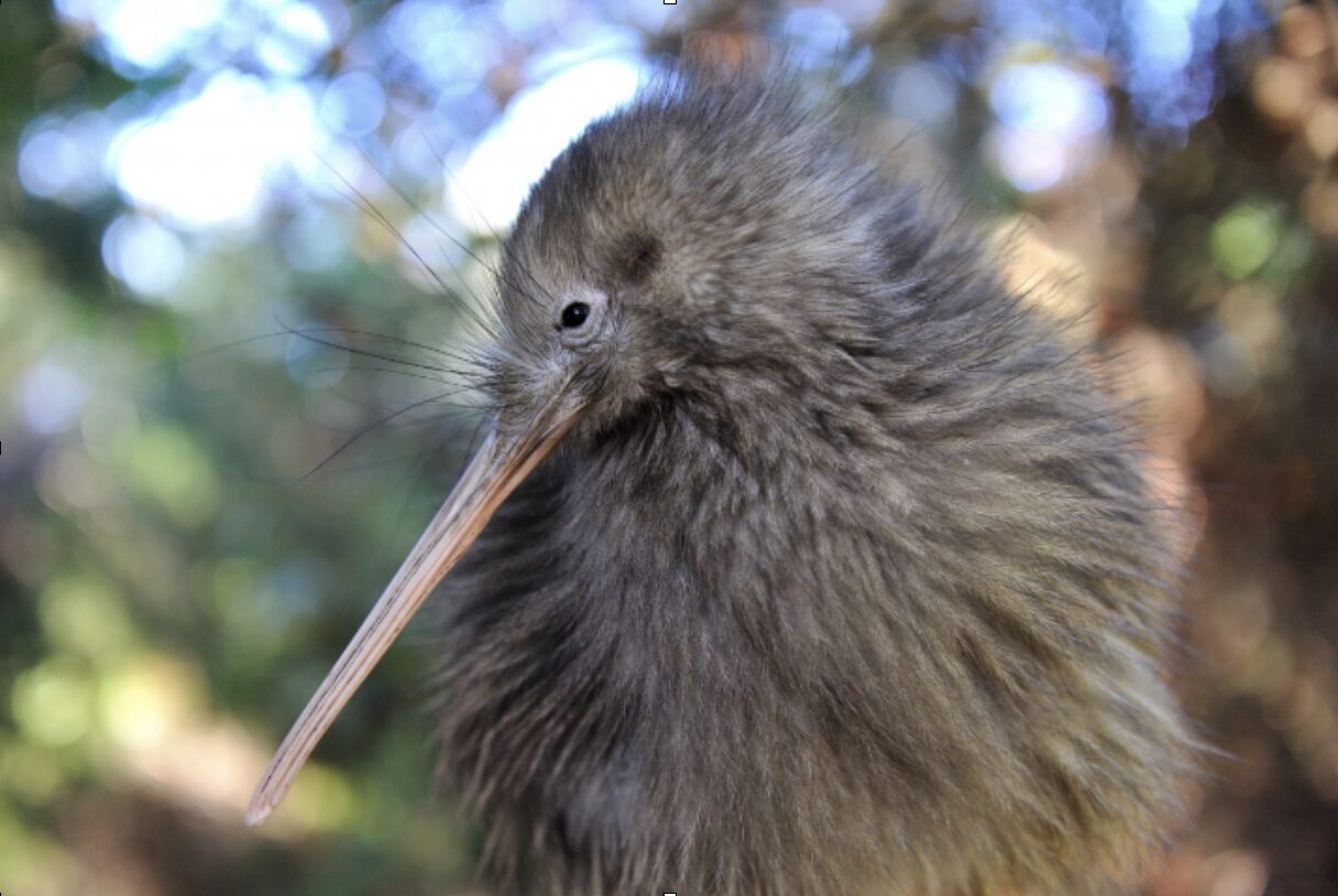 What to do in Rotorua