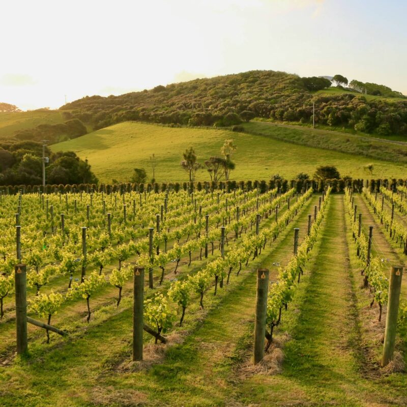 Waiheke Island