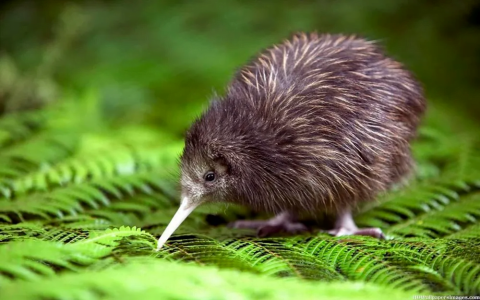 Kiwi Kiwi Bird Spotting NZ