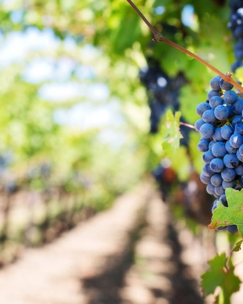 wine grapes